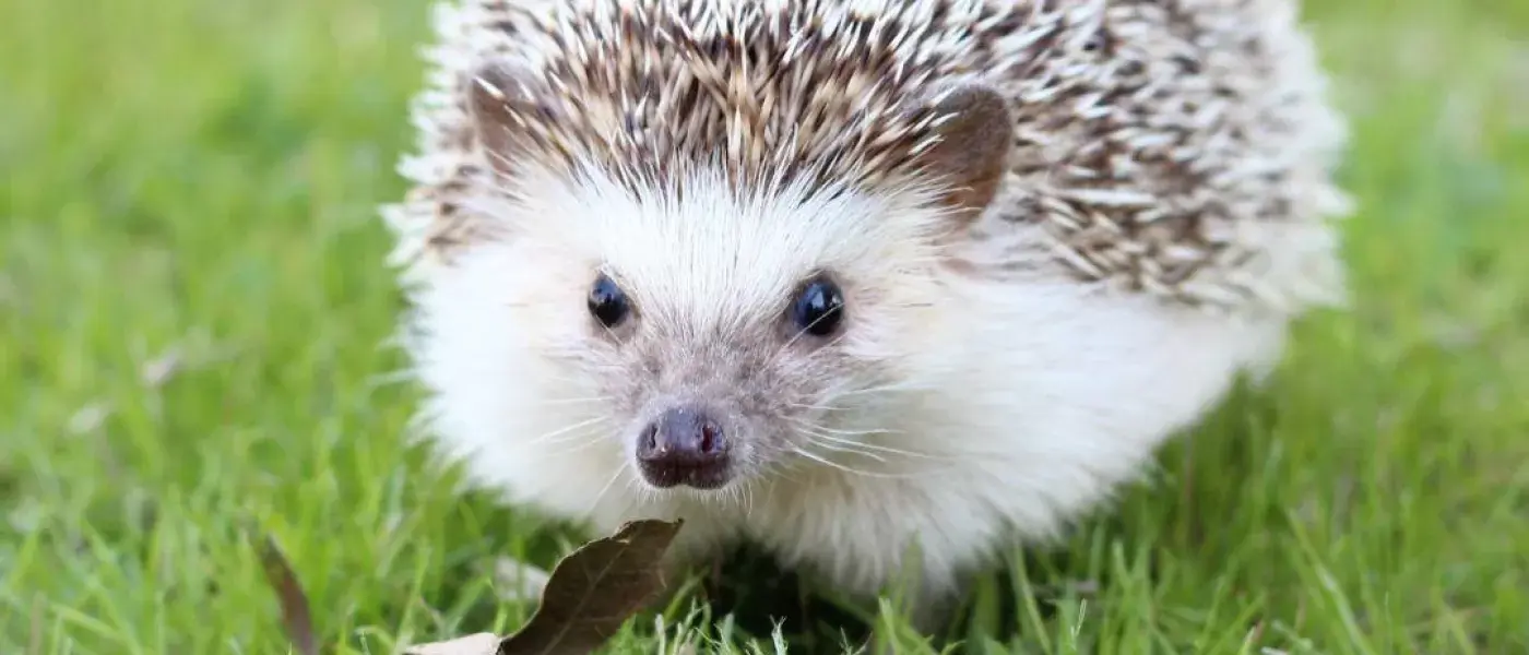 It’s hot out there for a hedgehog