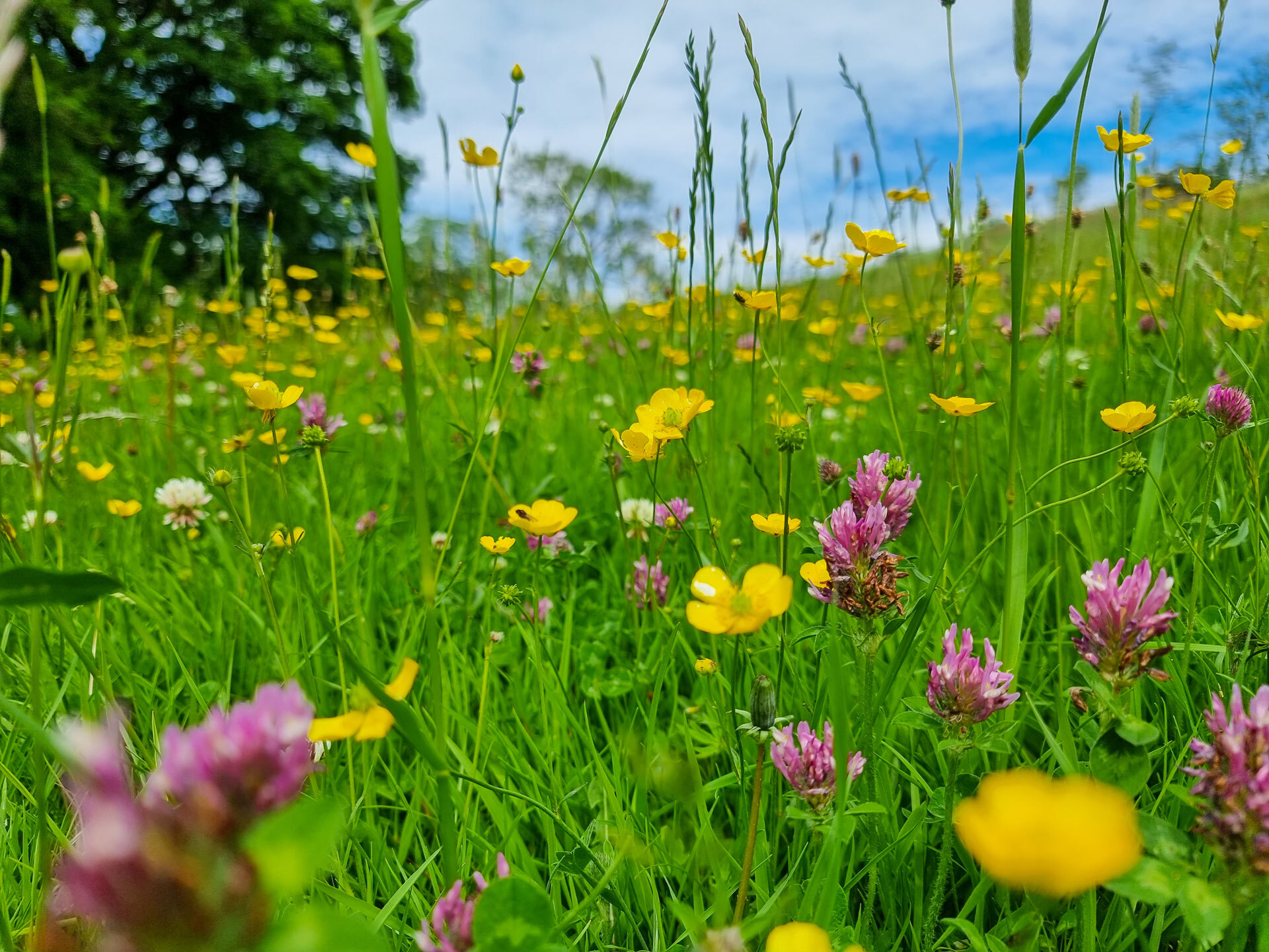 Sustainability header