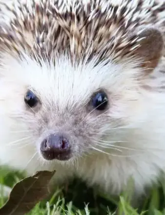 It’s hot out there for a hedgehog