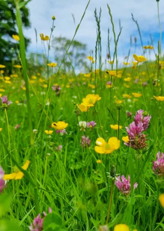Sustainability header