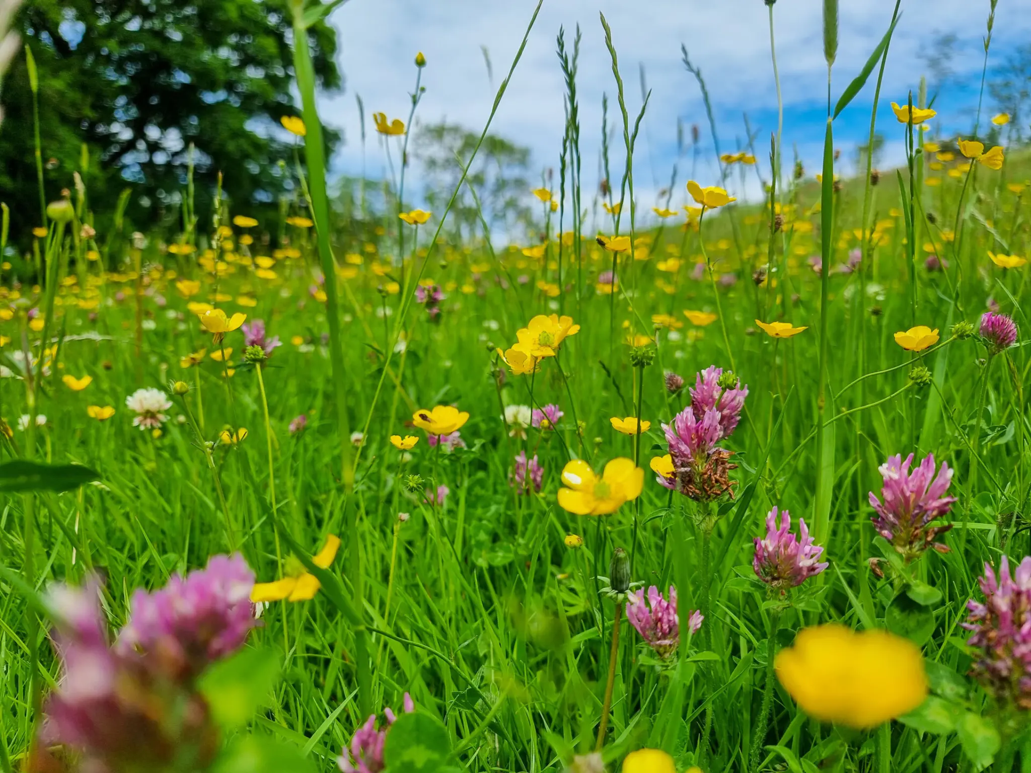 Sustainability header