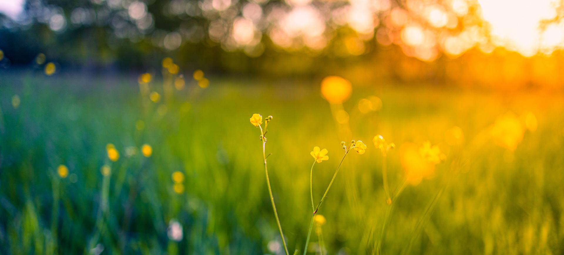 Your Sustainable Future Career