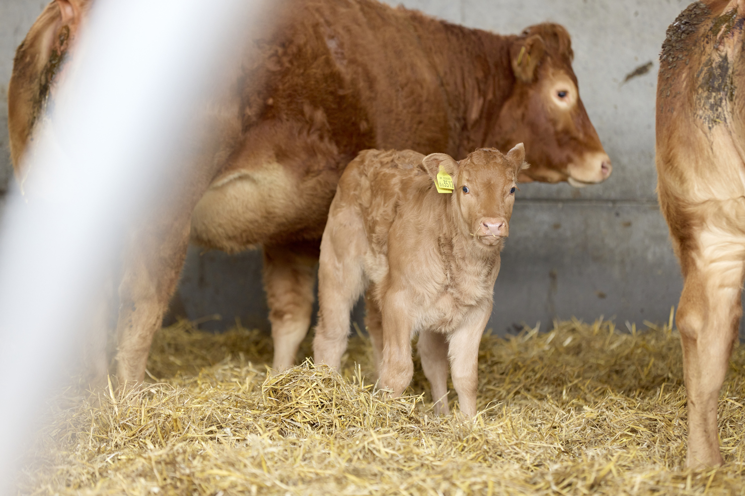 Agriculture Moulton College 150324 0765