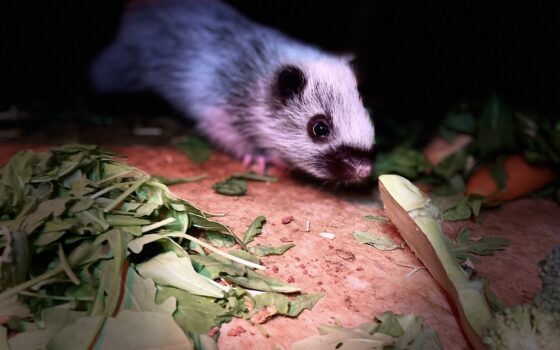 The exciting pitter patter of tiny feet at the Animal Welfare Centre