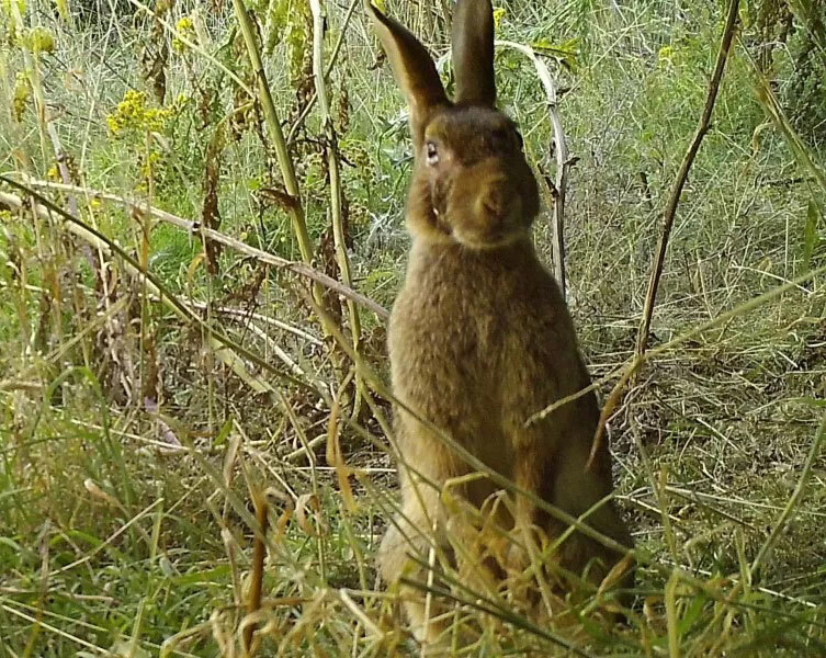 Biodiversity at Moulton College: A Living Laboratory for Conservation and Learning