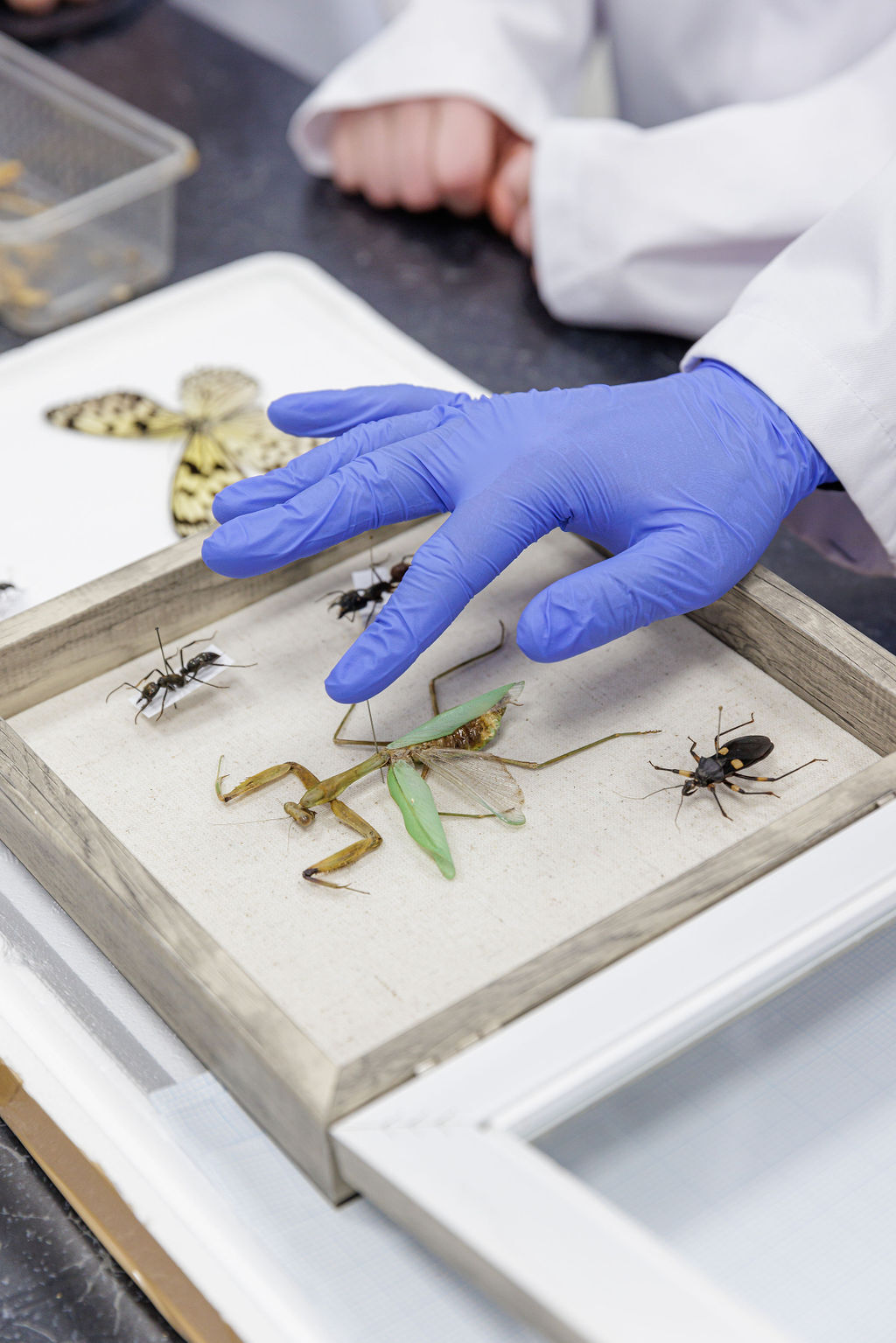 Insect dissection
