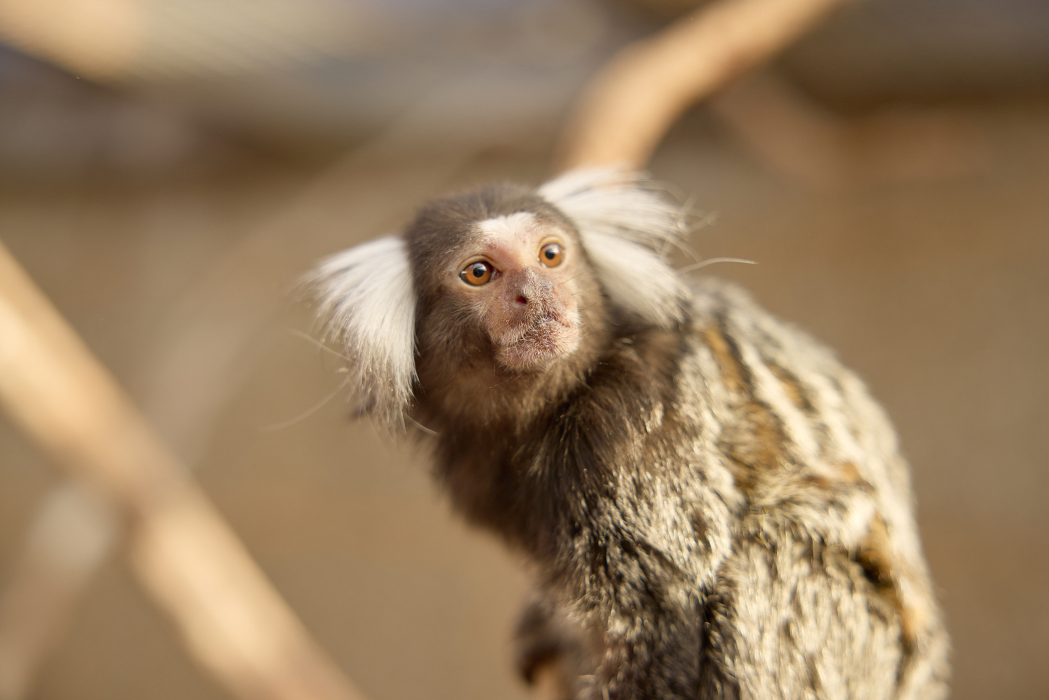 Small primate