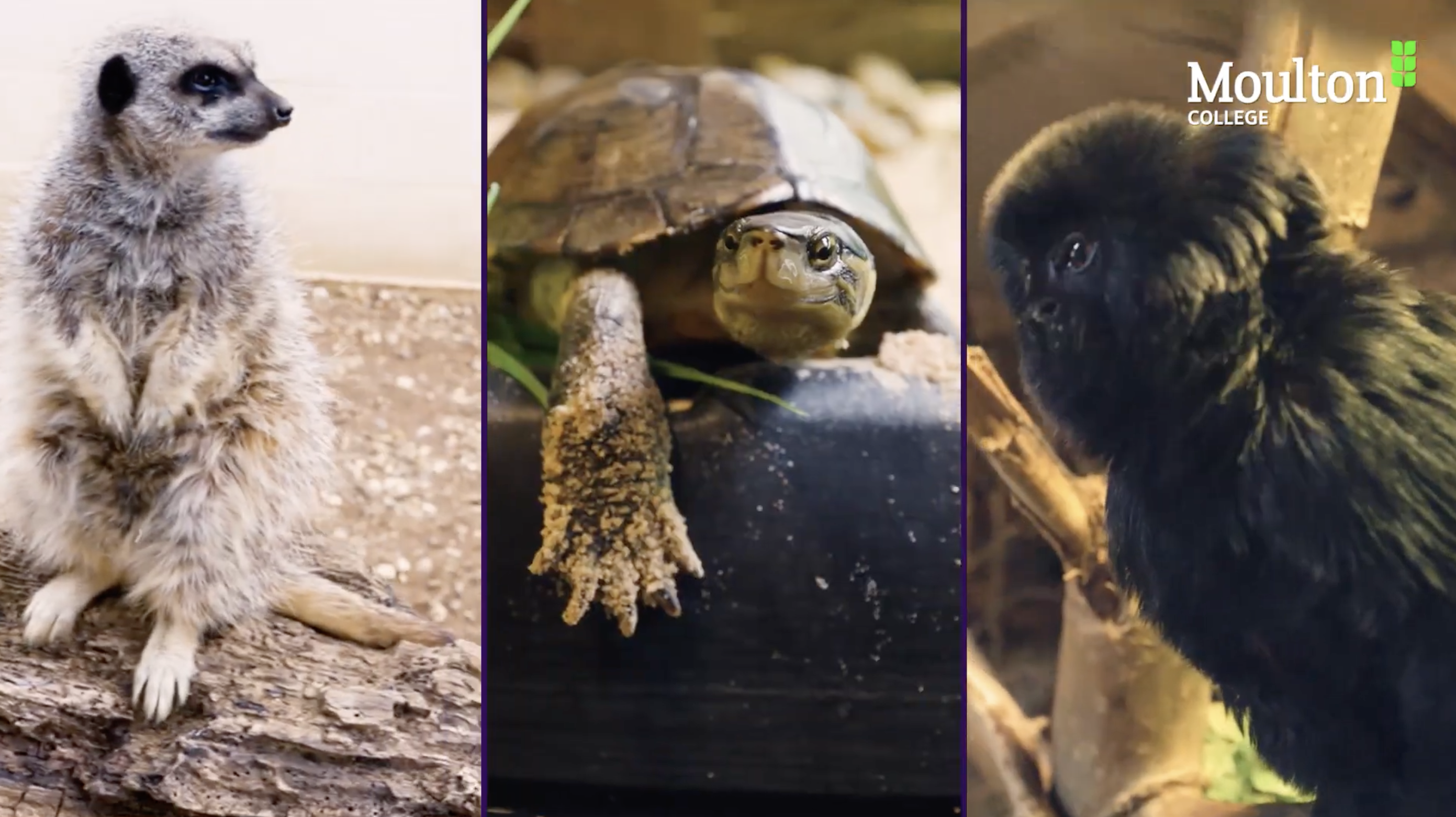 Animal Welfare Courses at Moulton College