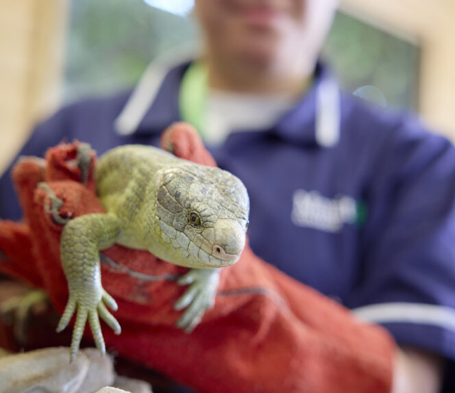 BTEC National Extended Certificate Level 3 Animal Management