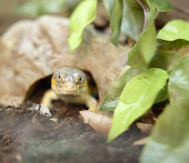 FdSc Animal Behavioural Science and Welfare