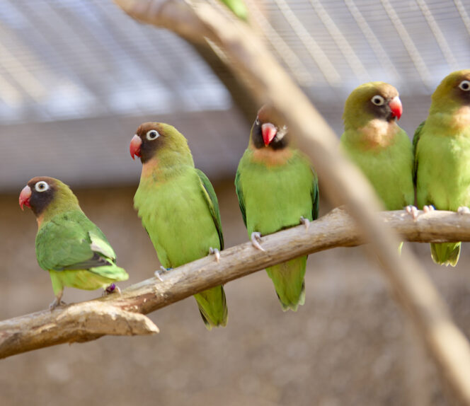 Technical Certificate Level 2 Animal Care