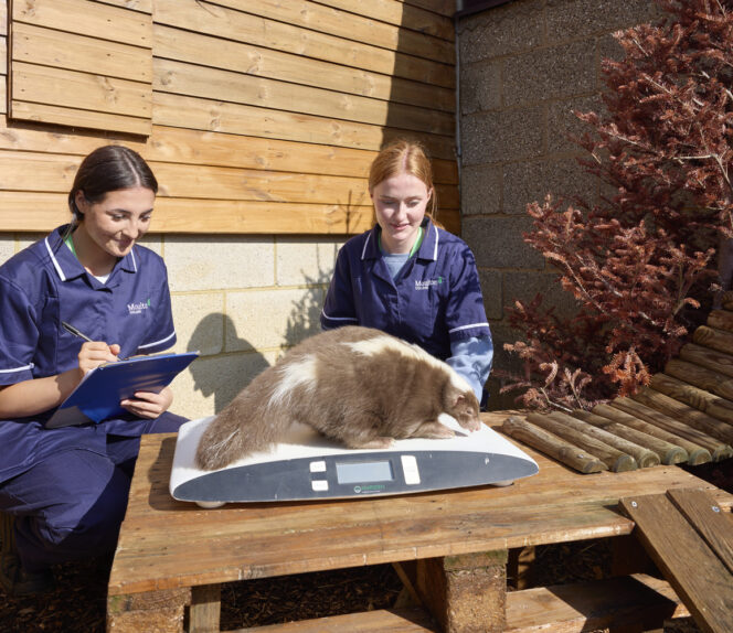 Diploma Level 1 Animal Care