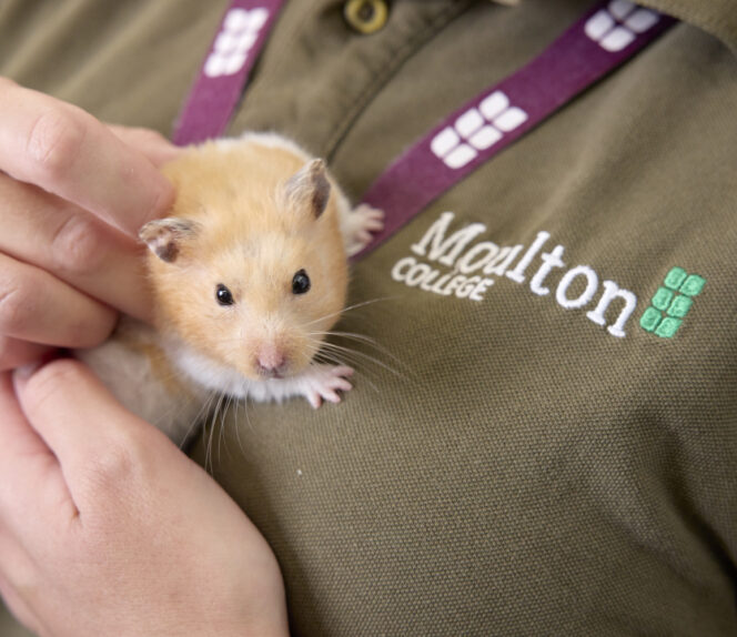 Diploma Level 3 Veterinary Nursing (Small Animal Practice)