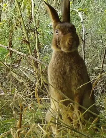 Biodiversity at Moulton College: A Living Laboratory for Conservation and Learning