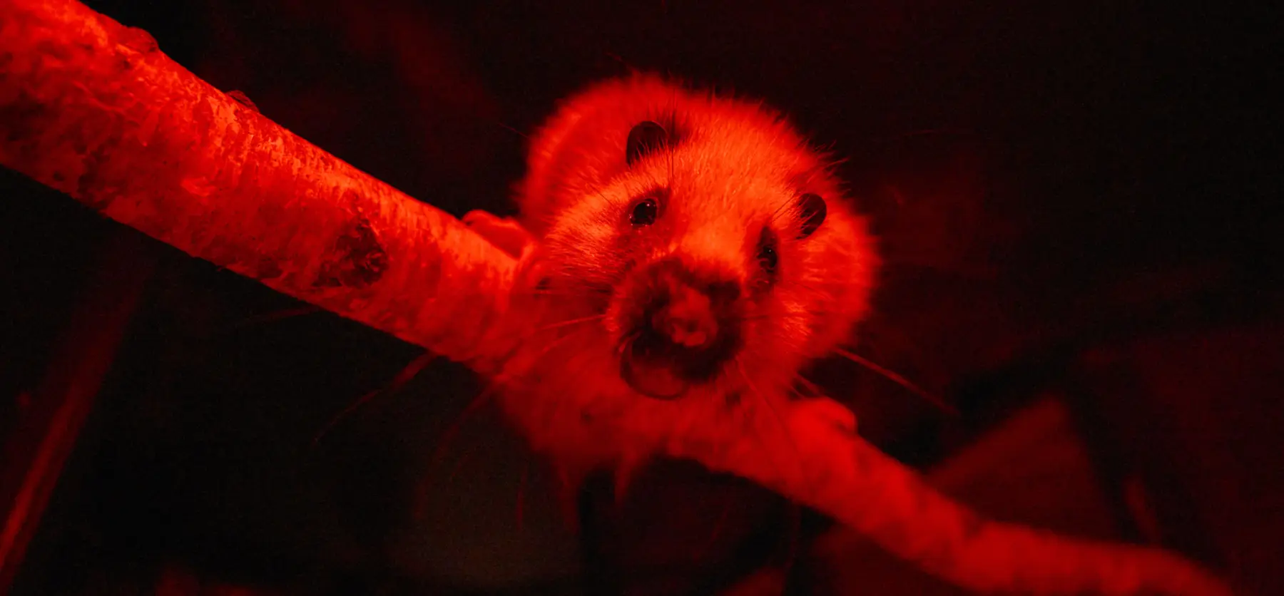 Moulton College Animal Welfare 290923 1062