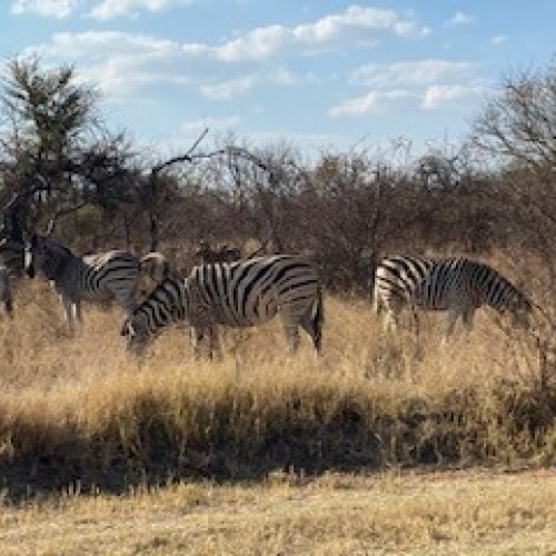 NEW Exciting South Africa Opportunity for T-Level Animal Students