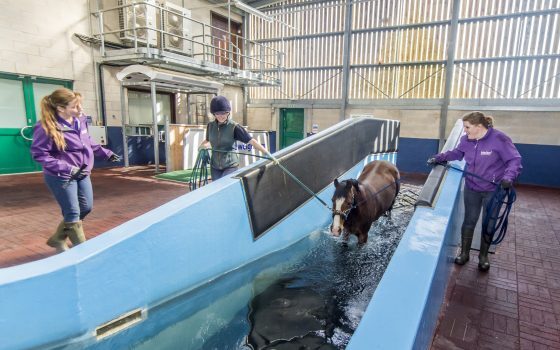 Moulton College collaborates to produce industry guide to Equine Swimming Exercise