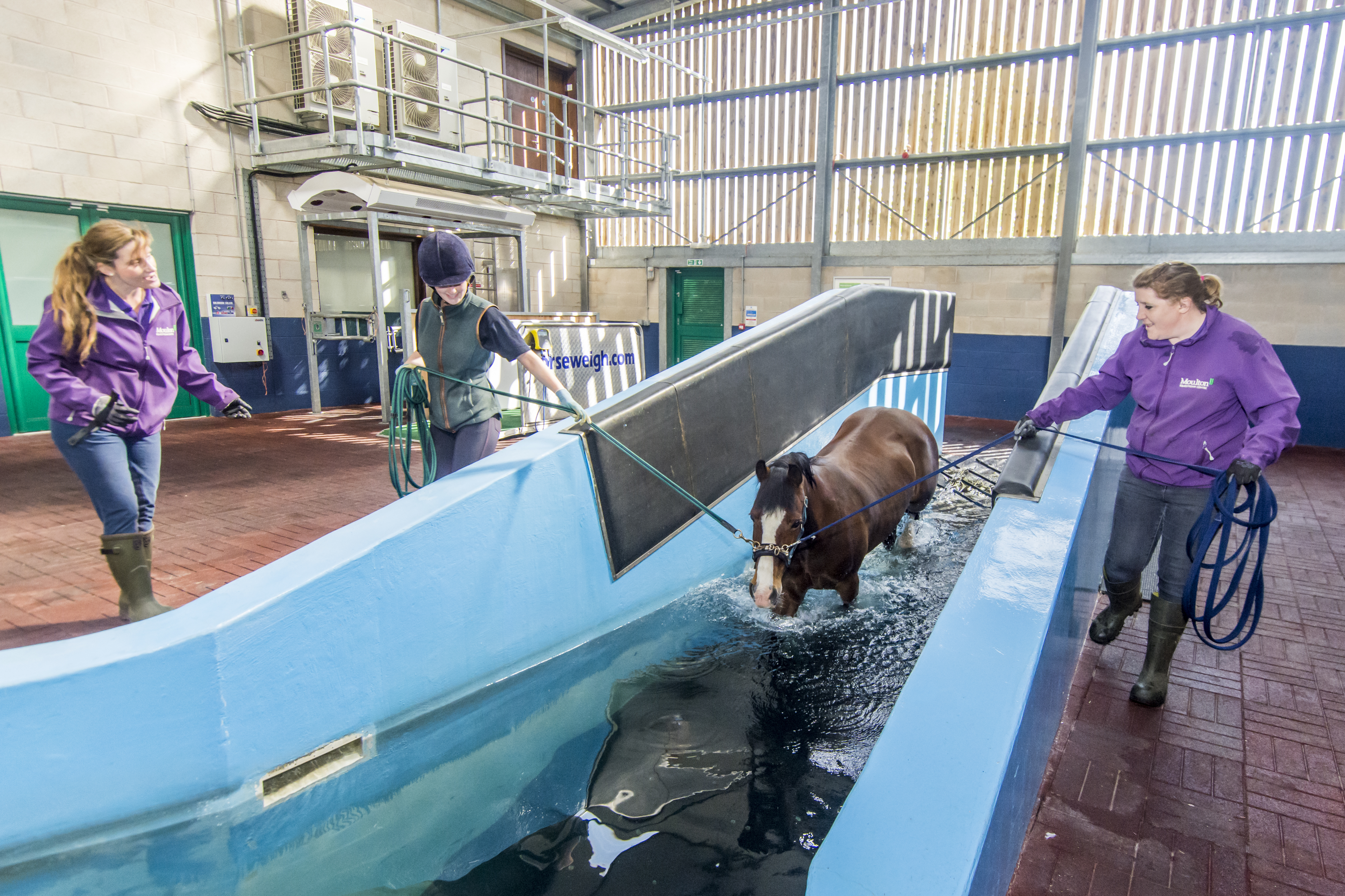 Equine 012
