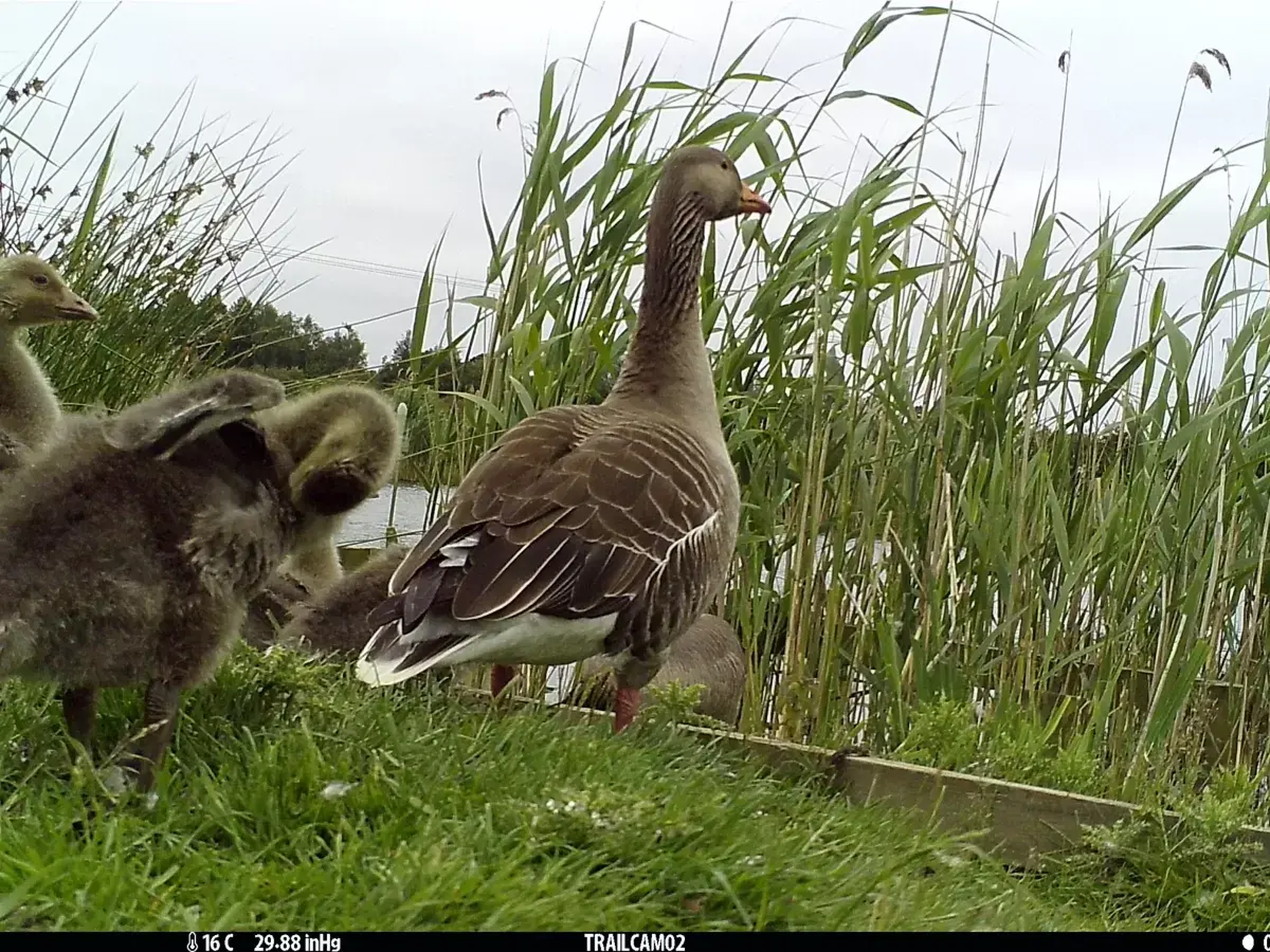 Goose family