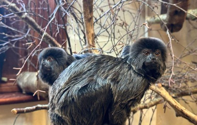 Moulton College partners with Nature’s SAFE to boost animal conservation efforts