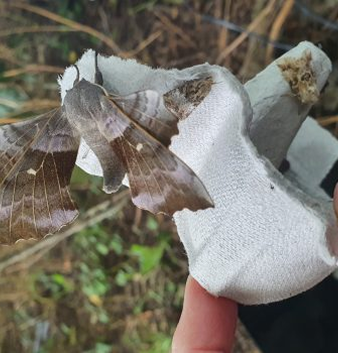 Moulton College students get hands-on with biodiversity efforts